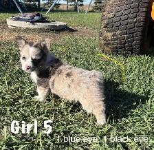 ADORABLE AMERICAN CORGI PUPPIES - Photo 2