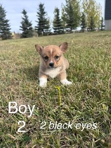 ADORABLE AMERICAN CORGI PUPPIES - Photo 3