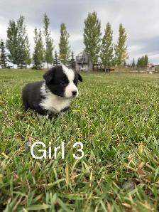 ADORABLE AMERICAN CORGI PUPPIES - Photo 4