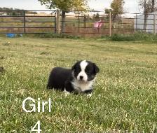 ADORABLE AMERICAN CORGI PUPPIES - Photo 5
