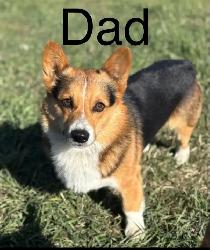 ADORABLE AMERICAN CORGI PUPPIES - Photo 6