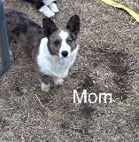ADORABLE AMERICAN CORGI PUPPIES - Photo 7