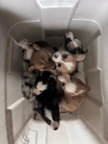 ADORABLE AMERICAN CORGI PUPPIES - Photo 8