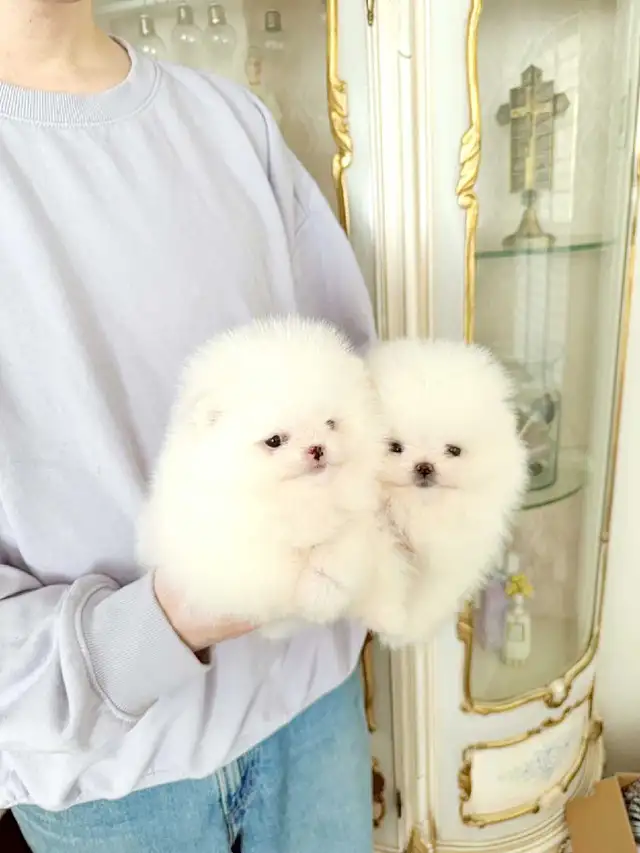 Tiny Teacup pomeranians
