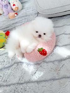 Tiny Teacup pomeranians - Photo 2