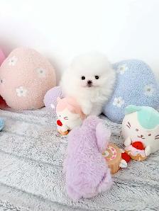 Tiny Teacup pomeranians - Photo 3