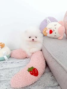 Tiny Teacup pomeranians - Photo 4