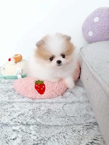 Tiny Teacup pomeranians - Photo 5