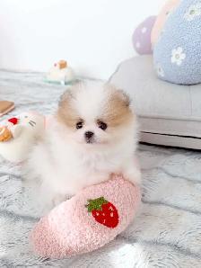 Tiny Teacup pomeranians - Photo 6
