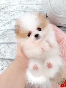 Tiny Teacup pomeranians - Photo 7