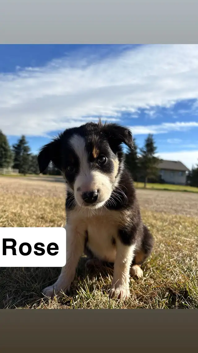 puppies for sale
