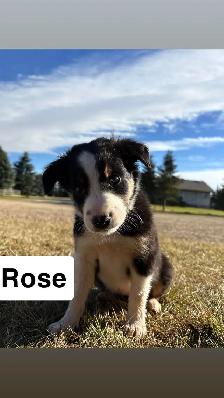 puppies for sale