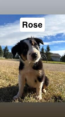 puppies for sale - Photo 2