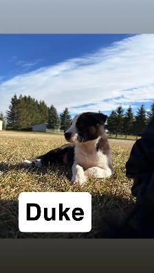 puppies for sale - Photo 3