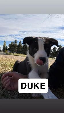 puppies for sale - Photo 4