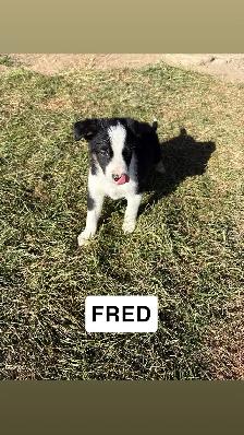 puppies for sale - Photo 5