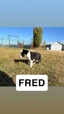 puppies for sale - Photo 6