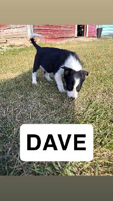 puppies for sale - Photo 7