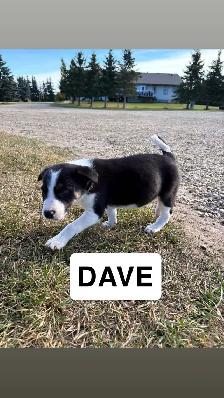 puppies for sale - Photo 8