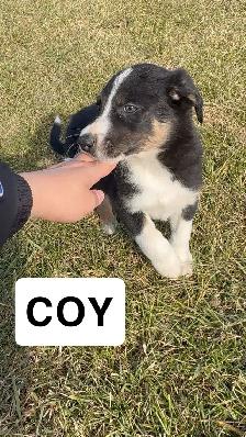 puppies for sale - Photo 9