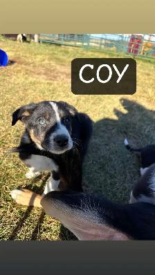 puppies for sale - Photo 10