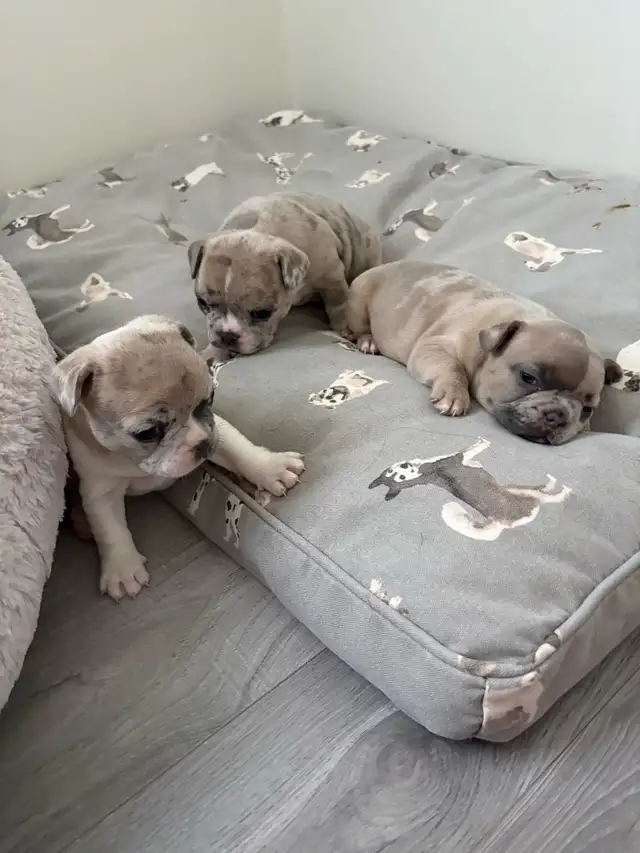Adorable balls of joy  French bulldog puppies ❤️