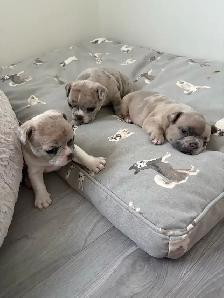 Adorable balls of joy  French bulldog puppies ❤️