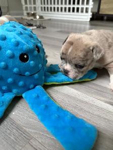Adorable balls of joy  French bulldog puppies ❤️ - Photo 2