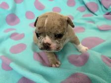 Adorable balls of joy  French bulldog puppies ❤️ - Photo 3