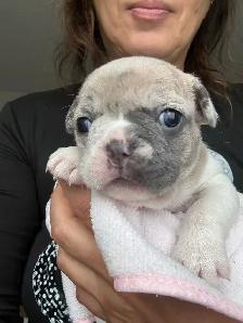 Adorable balls of joy  French bulldog puppies ❤️ - Photo 4