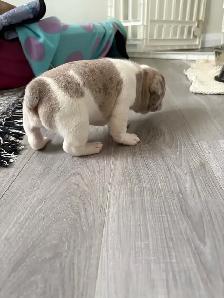 Adorable balls of joy  French bulldog puppies ❤️ - Photo 5