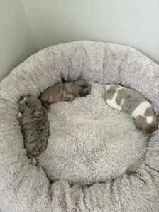 Adorable balls of joy  French bulldog puppies ❤️ - Photo 6