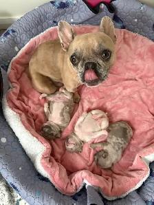 Adorable balls of joy  French bulldog puppies ❤️ - Photo 7