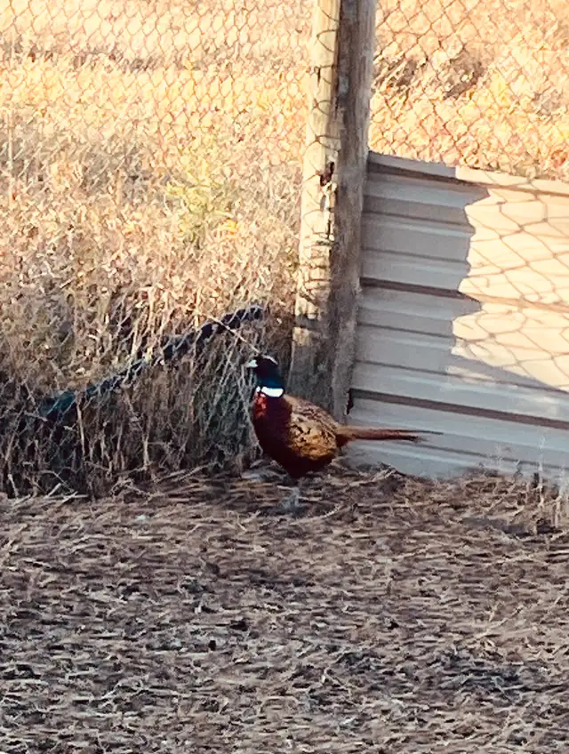 Ringneck Pheasants