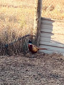 Ringneck Pheasants