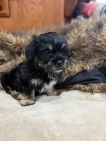 Puppies looking for their forever  homes
