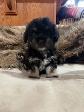 Puppies looking for their forever  homes - Photo 2