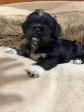 Puppies looking for their forever  homes - Photo 3