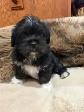 Puppies looking for their forever  homes - Photo 4
