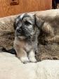 Puppies looking for their forever  homes - Photo 5