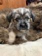 Puppies looking for their forever  homes - Photo 6