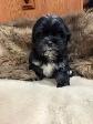Puppies looking for their forever  homes - Photo 7