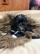 Puppies looking for their forever  homes - Photo 8