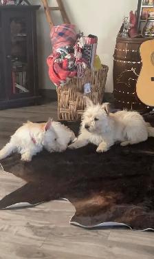 Puppies looking for their forever  homes - Photo 9