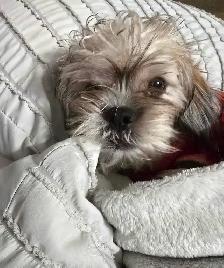 Puppies looking for their forever  homes - Photo 10