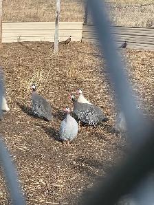 Guinea Fowl! pied  and white!
