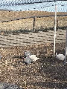 Guinea Fowl! pied  and white! - Photo 2