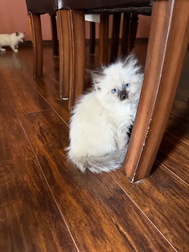 4 Beautiful Female Ragmese Kittens