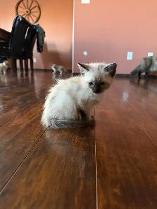 4 Beautiful Female Ragmese Kittens - Photo 3