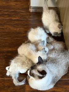 4 Beautiful Female Ragmese Kittens - Photo 5